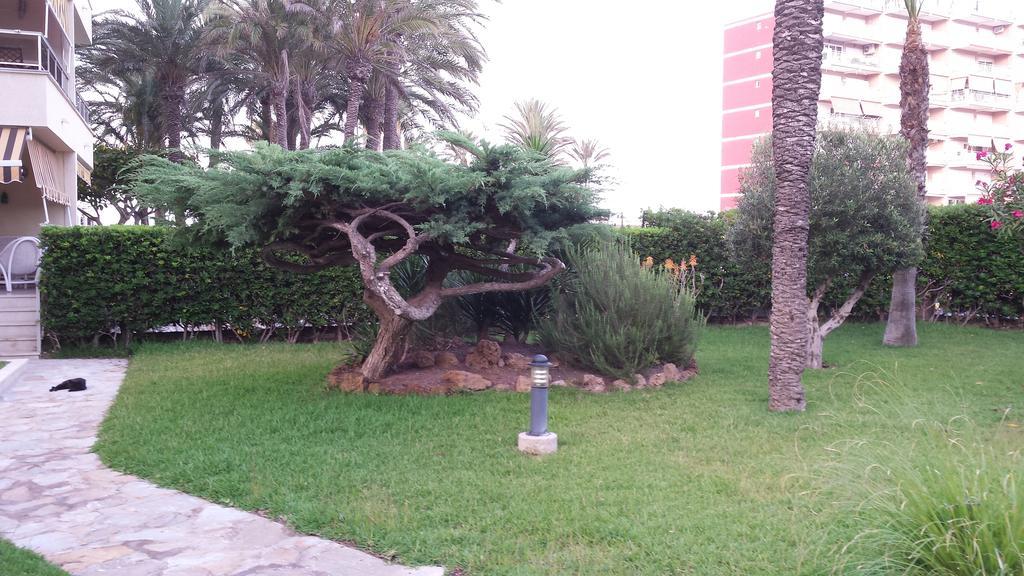 Palmeral de Torrevieja Exterior foto
